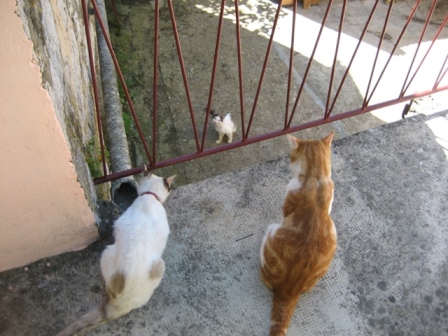 Meeting the neighbours